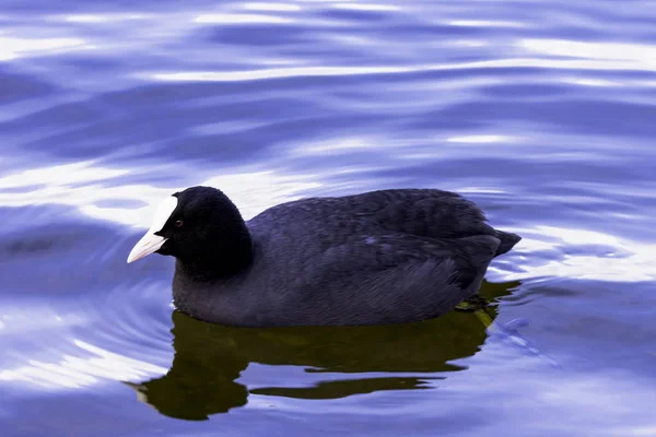 Eurasian Coot Swimming Bedfont Lakes Country Park Londra Regno Unito — Foto Stock