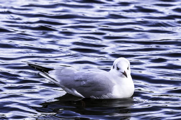 Natación Gaviota Común Bedfont Lakes Country Park Londres Reino Unido —  Fotos de Stock