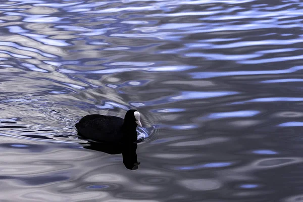 Eurasian Coot Swimming Bedfont Lakes Country Park Londres Reino Unido — Fotografia de Stock