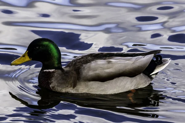 Natação Mallard Pato Selvagem Bedfont Lakes Country Park Londres Reino — Fotografia de Stock