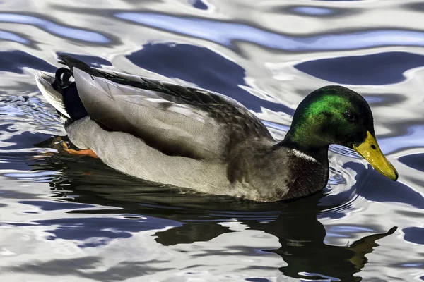 Swimming Mallard Wild Duck Bedfont Lakes Country Park Londra Regno — Foto Stock