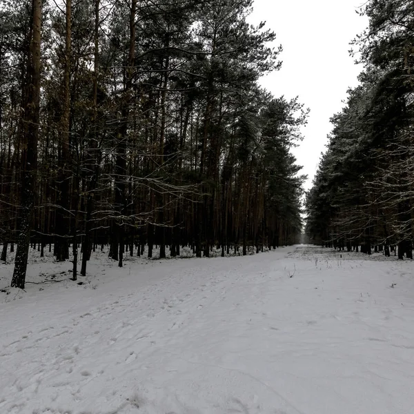 Зима Kampinos Національному Парку Польща — стокове фото