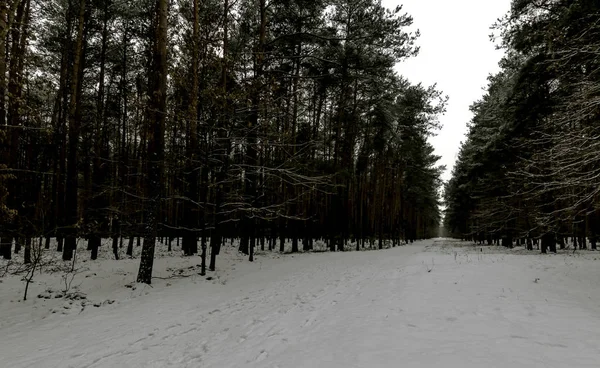 Зима Kampinos Національному Парку Польща — стокове фото