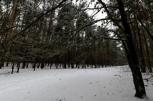 Winter Nationalpark Kampinos Polen — Stockfoto