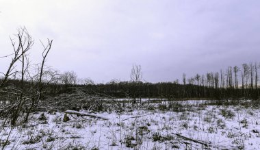 Günbatımı üzerinde Kampinos Milli Parkı kışın - Polonya