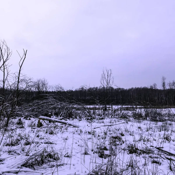 Günbatımı Üzerinde Kampinos Milli Parkı Kışın Polonya — Stok fotoğraf