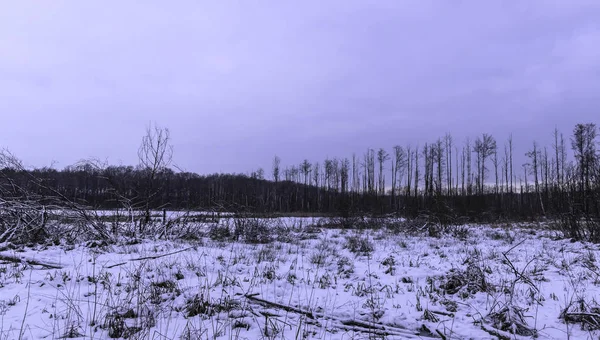 Günbatımı Üzerinde Kampinos Milli Parkı Kışın Polonya — Stok fotoğraf