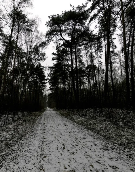Winter Nationalpark Kampinos Polen — Stockfoto
