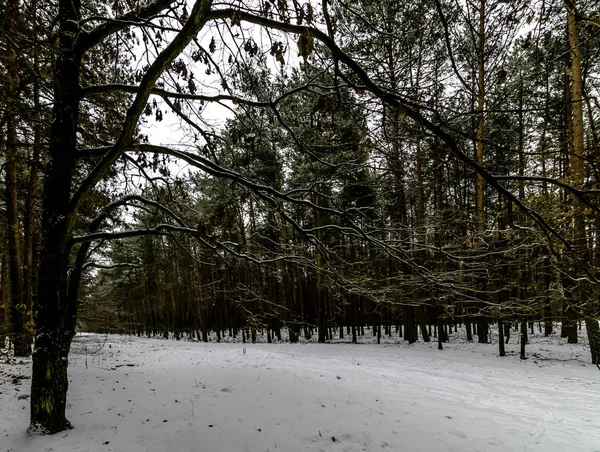 Зима Kampinos Національному Парку Польща — стокове фото