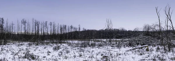 Sonnenuntergang Über Dem Sumpf Kampinos Nationalpark Winter Polen — Stockfoto