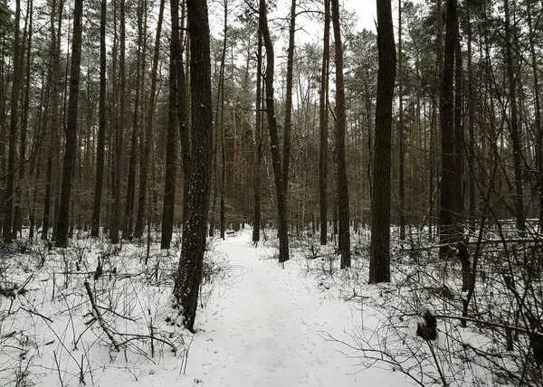 겨울에 Kampinos 폴란드 — 스톡 사진