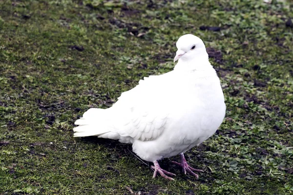 Wild White Pigeon Claremont Landscape Garden Surrey United Kingdom — Stock Photo, Image