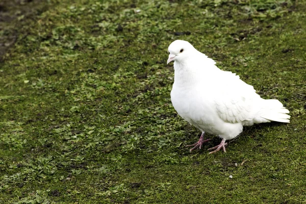 Wild White Pigeon Claremont Landscape Garden Surrey United Kingdom — Stock Photo, Image