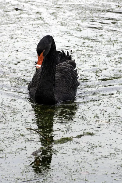 Black Swan Swimming Claremont Lake Esher Surrey United Kingdom — Stock Photo, Image