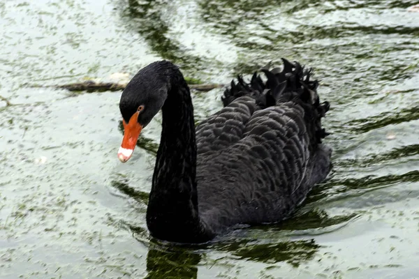 Swimming Black Swan Claremont Landscape Garden Surrey United Kingdom — Stock Photo, Image