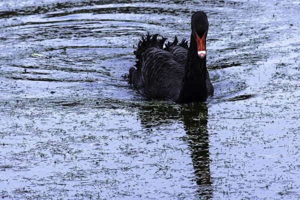 Black Swan Swimming Claremont Lake Esher Surrey United Kingdom — Stock Photo, Image