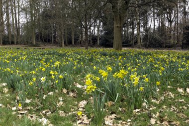 Sarı nergis: orman, Esher, Surrey, İngiltere ile bahar