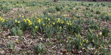 Sarı nergis: orman, Esher, Surrey, İngiltere ile bahar