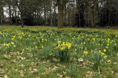 Sarı nergis: orman, Esher, Surrey, İngiltere ile bahar