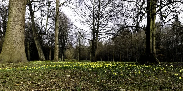 Frühling Mit Gelben Narzissen Wald Esher Surrey Vereinigtes Königreich — Stockfoto