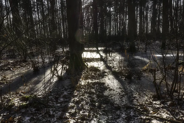 Donmuş Bataklık Kampinos Milli Parkı Nda Polonya — Stok fotoğraf