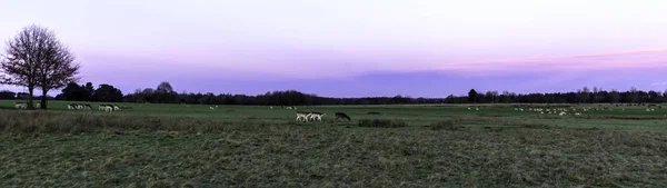 Solnedgång Över Den Tatton Park Med Flock Rådjur Bakgrunden Tatton — Stockfoto