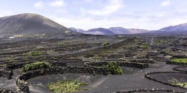 Şarap Vadisi, La Geria, Lanzarote, Kanarya Adaları, İspanya