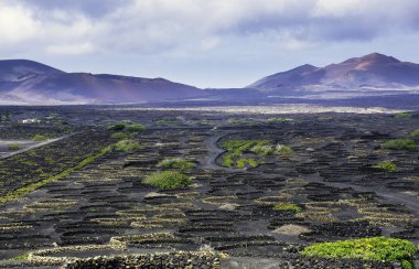 Şarap Vadisi, La Geria, Lanzarote, Kanarya Adaları, İspanya