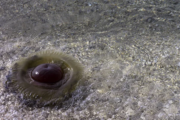 Cotylorhiza Tuberculata Huge Jellyfish Adriatic Sea Tucepi Makarska Riviera Dalmatia — Stock Photo, Image