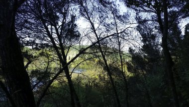 Hırvat doğası - Krka Ulusal Parkı 'ndaki orman, göller, şelaleler