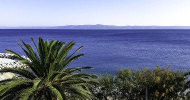 Palmiye ve Adriyatik Denizi - Podgora, Makarska Riviera, Dalmaçya, Hırvatistan