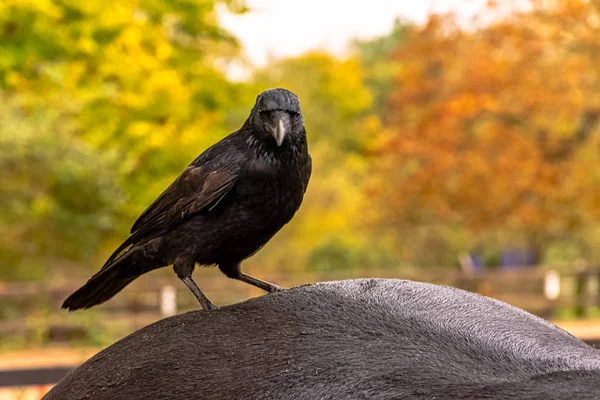 公乌鸦 Corvus Corax 也被称为北乌鸦 位于英国伦敦哈姆 — 图库照片