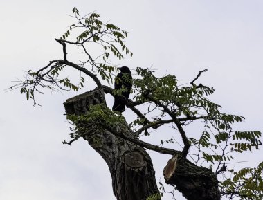 Yaygın kuzgun (Corvus corax), Ham, Londra, Birleşik Krallık 'ta Kuzey kuzgunu olarak da bilinir.