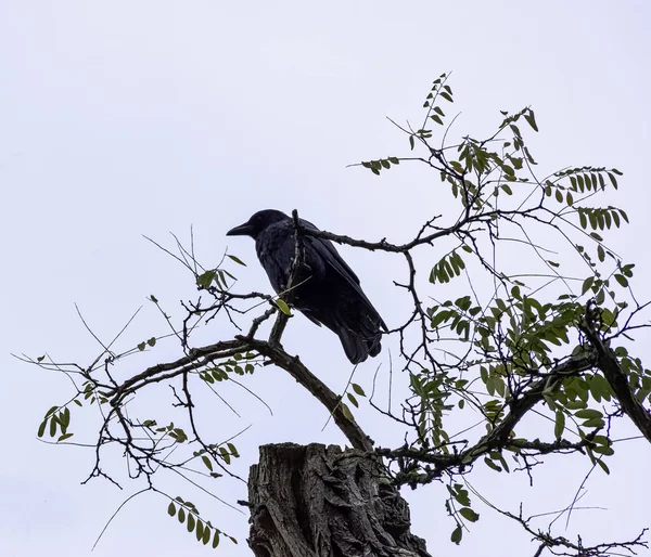 Cuervo Común Corvus Corax También Conocido Como Cuervo Del Norte —  Fotos de Stock