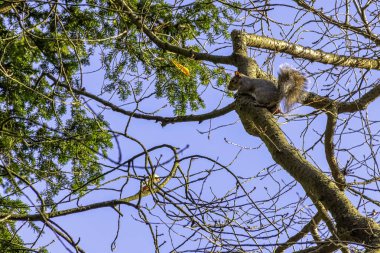 Ağaçtaki Doğu gri sincap (Sciurus carolinensis)