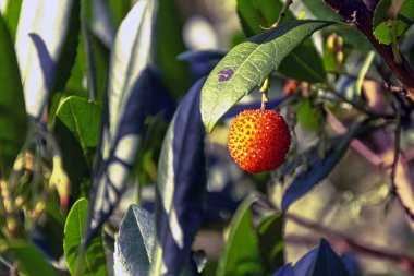 Arbutus unedo, Ericaceae familyasından Kabil, Elma, Caithne, İrlanda ya da Killarney çilek ağacı olarak bilinen bir ağaçtır.