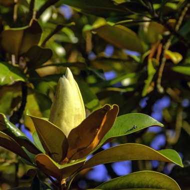 Magnolia doltsopa, tapınak manolyası, tatlı michelia, michelia doltsopa veya manipurensis olarak da bilinir.