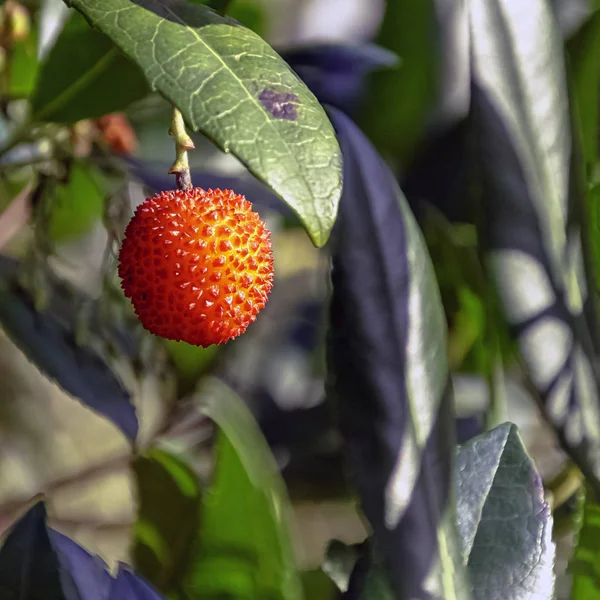 Arbutus Unedo Een Groenblijvende Struik Kleine Boom Uit Familie Ericaceae — Stockfoto