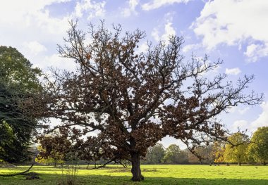 İngiliz parkında sonbahar - Osterley, Isleworth, Londra, İngiltere