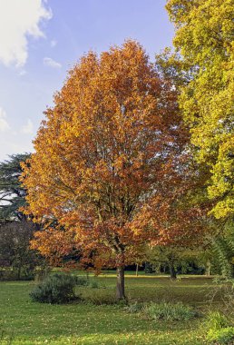 İngiliz parkında sonbahar - Osterley, Isleworth, Londra, İngiltere
