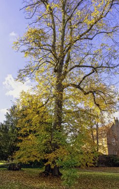 İngiliz parkında sonbahar - Osterley, Isleworth, Londra, İngiltere