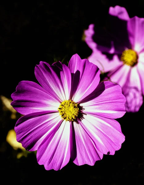 Cosmos Bipinnatus Vanligen Kallad Trädgård Kosmos Eller Mexikanska Aster — Stockfoto