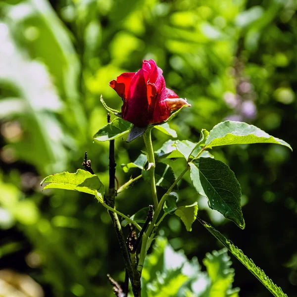 Stockfotos Und Herr Bilder Stockfotografie Und Herr Lizenzfreie Fotos Seite 21 Depositphotos