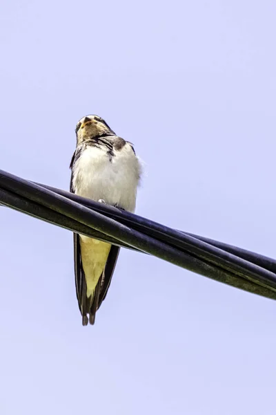 Hirondelle Rousse Cecropis Daurica Est Petit Passereau Famille Des Hirondelles — Photo