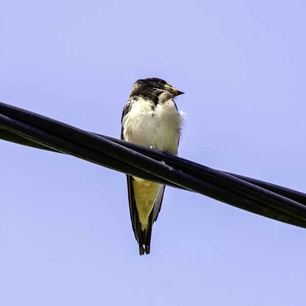 赤ランプツバメ Cecropis Daurica ツバメ科の小さなパッセリンの鳥です Choczewo Pomerania Poland — ストック写真