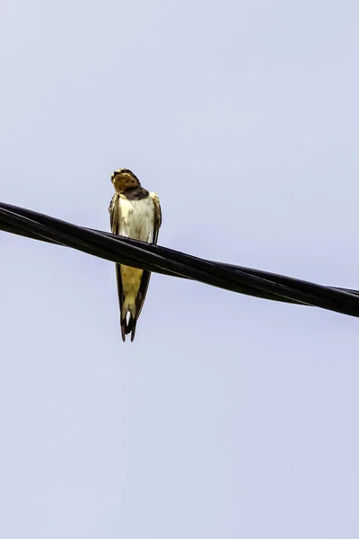 Cecropis Daurica Een Zangvogel Uit Familie Choczewo Pommeren Polen — Stockfoto