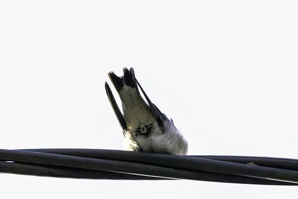 一般的な家マーティン デリコン ウルビウム 時には北の家マーティンと呼ばれるツバメの家族の渡り鳥 Choczewo ポメラニア ポーランド — ストック写真