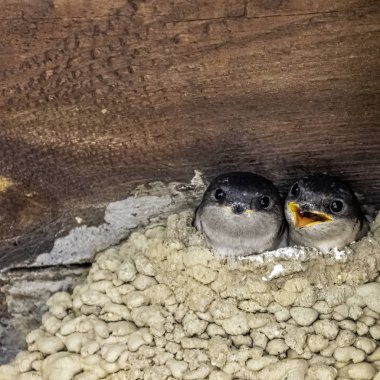 Ortak ev Martin (Delichon urbicum), bazen kuzey evi Martin olarak adlandırılır - Choczewo, Pomerania, Polonya 'da civcivlerle yuva