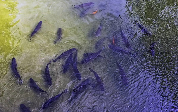 フランス マオー島の魚でいっぱいのマーン川の空中ビュー — ストック写真