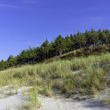 Lehçe vahşi orman - Slowinski Milli Parkı, Polonya